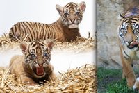 Utajená radost v pražské zoo: Vzácný tygřík! Na světě jich je jen 400