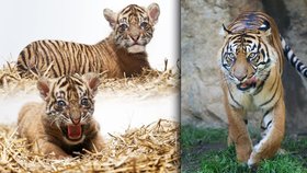 Sameček tygra sumaterského se narodil 28. července.