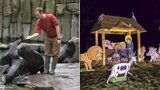 Vánoce v Zoo Praha: Pro orangutany prostěradla, tygrům míče. Lachtani chystají „show“