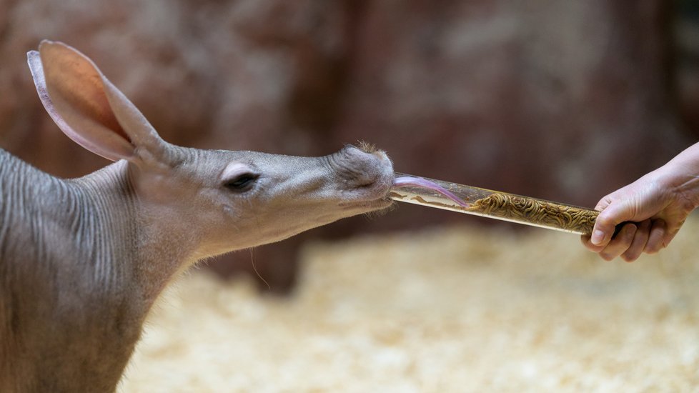 V Zoo Praha se o Vánocích pořádně mlsá.