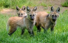 První potomci vlků hřivnatých v Zoo Praha: Táta je drží zkrátka