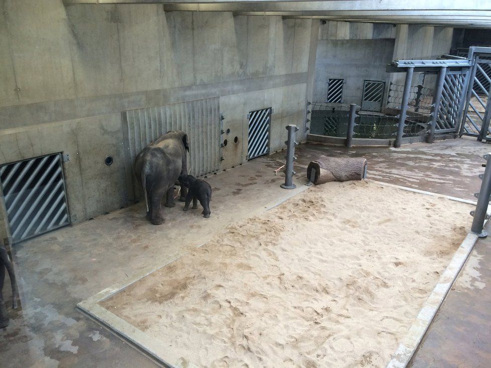 Zatímco sloni budou venku, lidé se mohou o víkendu přijít podívat do jejich zázemí v Zoo Praha.