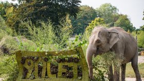 Prvorepublikové kostýmy, swing a dárky pro lidi i zvířata: Zoo Praha oslavila 90. narozeniny