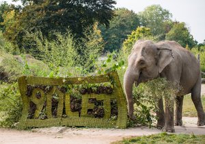 Dárek k 90. výročí dostala také sloní skupina v Zoo Praha. 