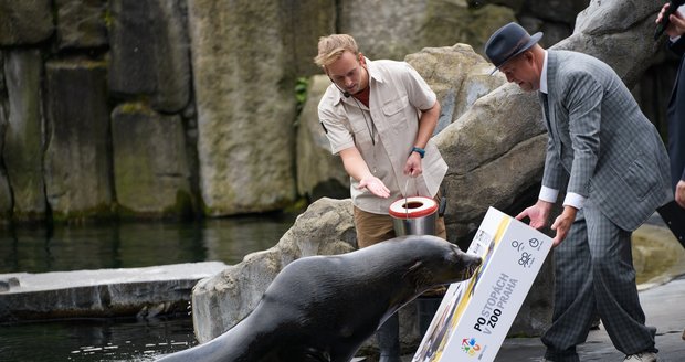 Deskovou hru Po stopách v Zoo Praha pokřtil symbolicky samec lachtana jihoafrického Meloun. 