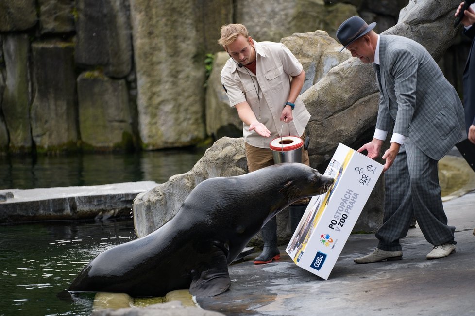 Deskovou hru Po stopách v Zoo Praha pokřtil symbolicky samec lachtana jihoafrického Meloun.