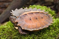 Vzácná želva ostnitá se narodila v Zoo Praha. Rodiče pocházejí ze zabavené zásilky
