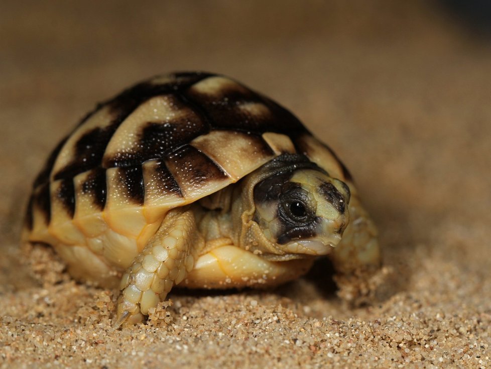 Milovníci želv si o tomto víkendu přijdou v Zoo Praha na své.