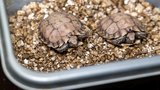 Unikát v pražské zoo: Vylíhla se mláďata ohrožené želvy! Odchovala je jako první v Evropě