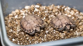 Pražské zoo se podařilo jako první v Evropě odchovat ohrožené želvy dlaždicovité, které patří ke kriticky ohroženému druhu. Dvě mláďata mají nyní velmi měkký krunýř a zůstávají prozatím v zázemí. Snímek z 6. června 2023.