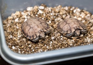 Pražské zoo se podařilo jako první v Evropě odchovat ohrožené želvy dlaždicovité, které patří ke kriticky ohroženému druhu. Dvě mláďata mají nyní velmi měkký krunýř a zůstávají prozatím v zázemí. Snímek z 6. června 2023.