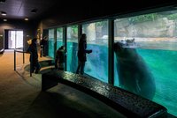 Zima trápí Česko, pražská zoo má otevřeno: Zvířata jsou v teple