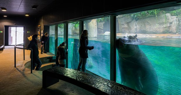 Z páru hrochů chovaných v Zoo Praha je to především devítiletý samec. Tchéco, který zvídavě interaguje s návštěvníky.