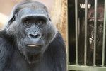 Gorila Kamba se zotavuje po náročném gynekologickém zákroku.