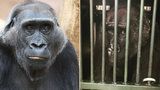 Gorila z pražské zoo se zotavuje po gynekologickém zákroku: Kamba se už napila i najedla!