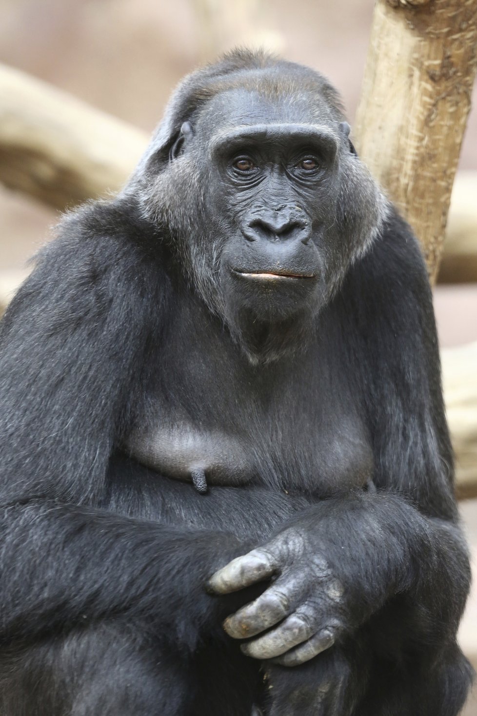Gorile Kambě je 46 let.