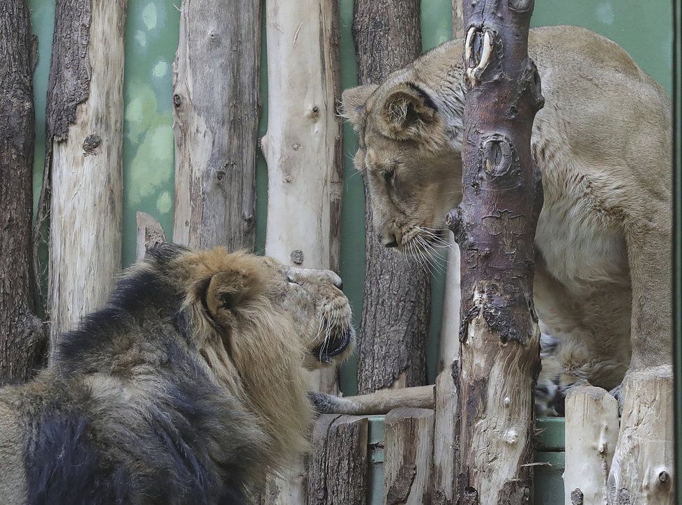 Na lvy v pražské zoo přišlo jaro.