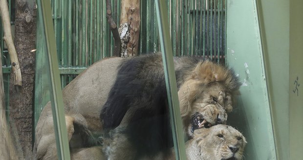 Na lvy v pražské zoo přišlo jaro.