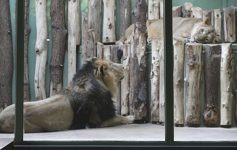 Na lvy v pražské zoo přišlo jaro.