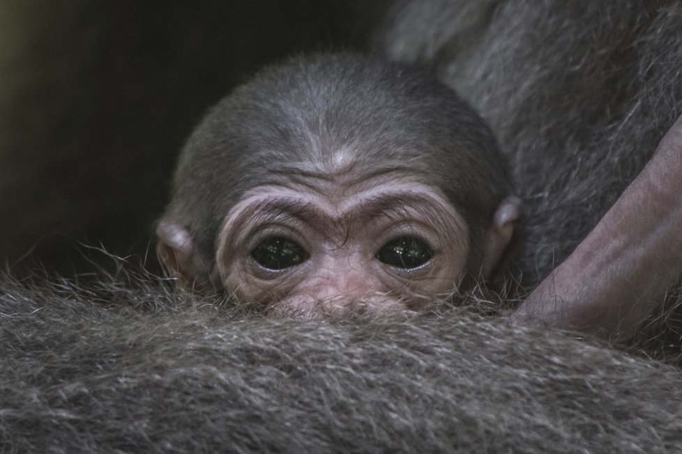 Mládě gibona stříbrného si mohou návštěvníci prohlédnout v dolní části zoo, na jednom z tzv. opičích ostrovů.