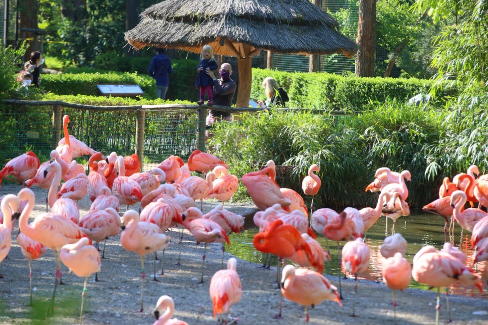 Znovuotevření Zoo Praha, 27. dubna 2020.