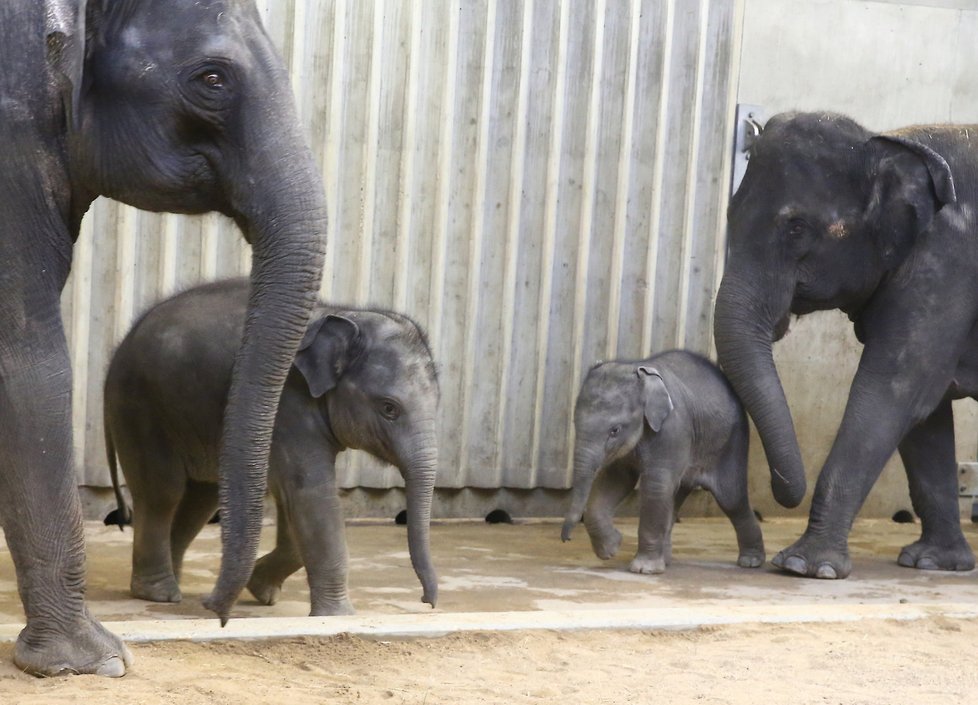Sloni indičtí obývají v Zoo Praha Údolí slonů, otevřené v březnu 2013, a to díky podpoře hl. m. Prahy i příspěvkům od tisíců lidí. 