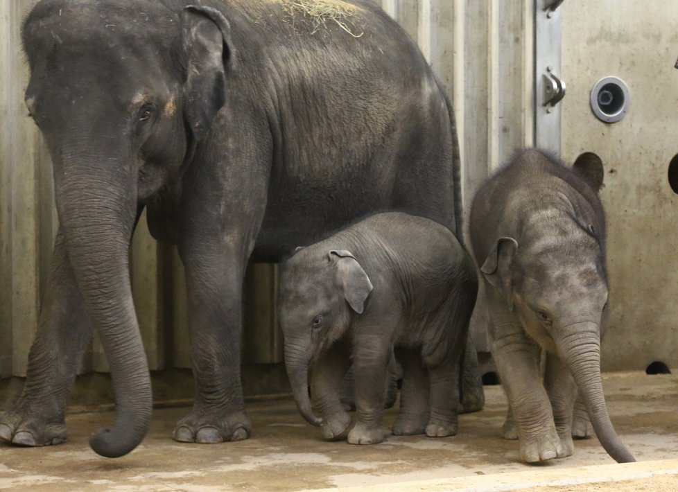 V Zoo Praha pokřtili nejmladší slůně. Jmenuje se Rudolf, zkráceně Rudi.