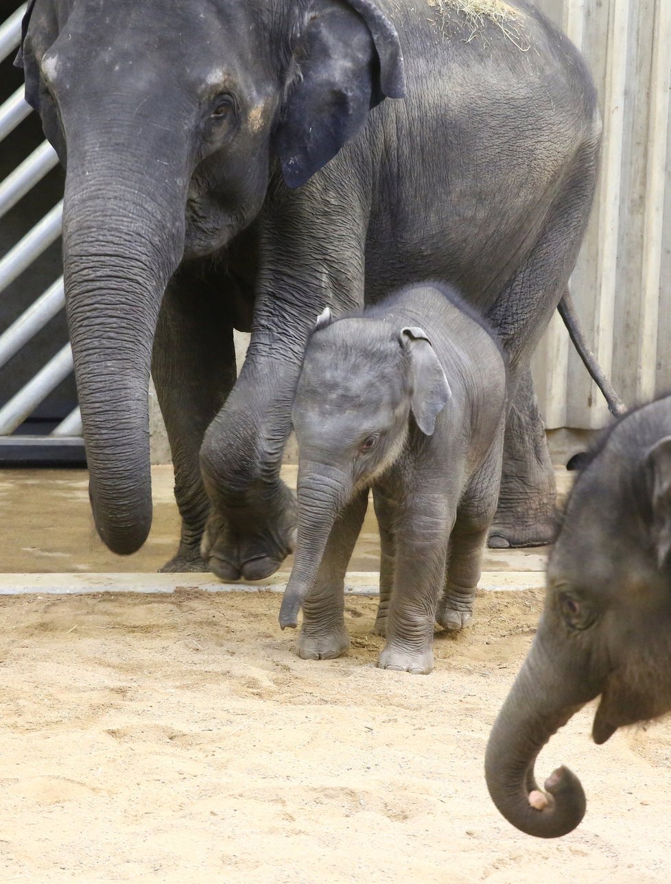 V Zoo Praha pokřtili nejmladší slůně. Jmenuje se Rudolf, zkráceně Rudi.