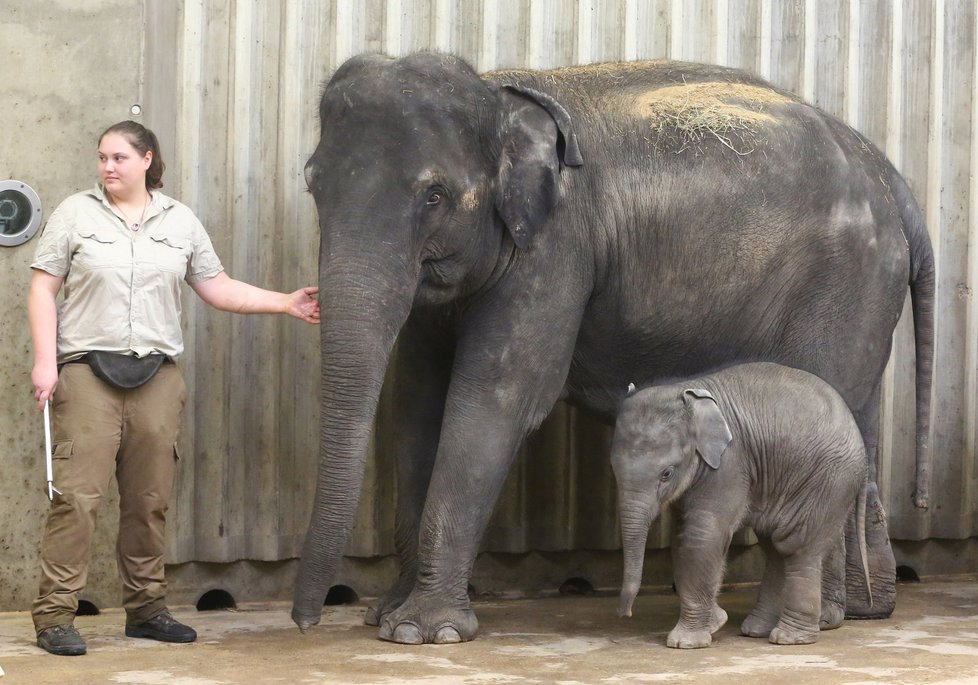 Sloni indičtí obývají v Zoo Praha Údolí slonů, otevřené v březnu 2013, a to díky podpoře hl. m. Prahy i příspěvkům od tisíců lidí. 