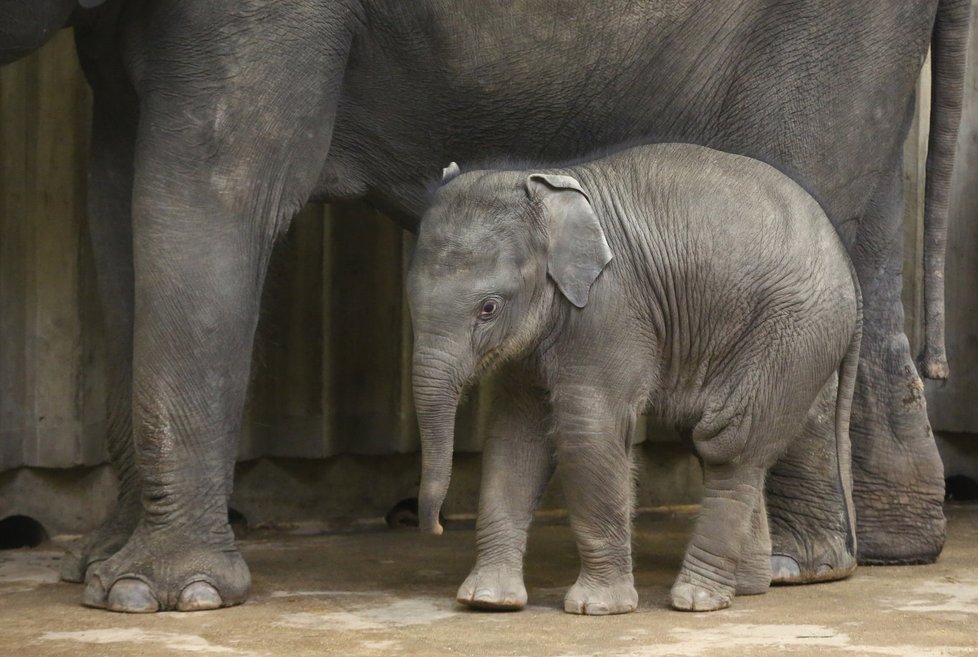 V Zoo Praha pokřtili nejmladší slůně. Jmenuje se Rudolf, zkráceně Rudi.