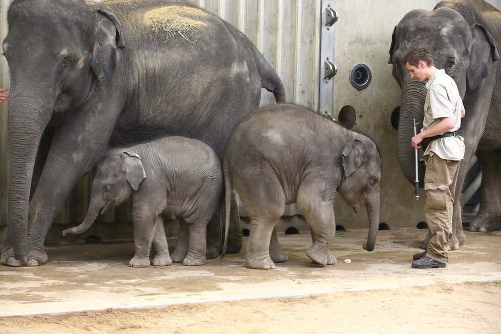 V Zoo Praha pokřtili 27. prosince nejmladší slůně. Jmenuje se Rudolf, zkráceně Rudi.