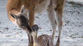 V Zoo Praha přibývají mláďata i v mrazu: Lama rodila před zraky návštěvníků