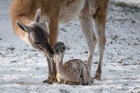 V Zoo Praha přibývají mláďata i v mrazu: Lama rodila před zraky návštěvníků