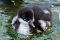 Nejvzácnější kachňata světa se vylíhla v Zoo Praha! Paterčata morčáka paranského už loví rybky