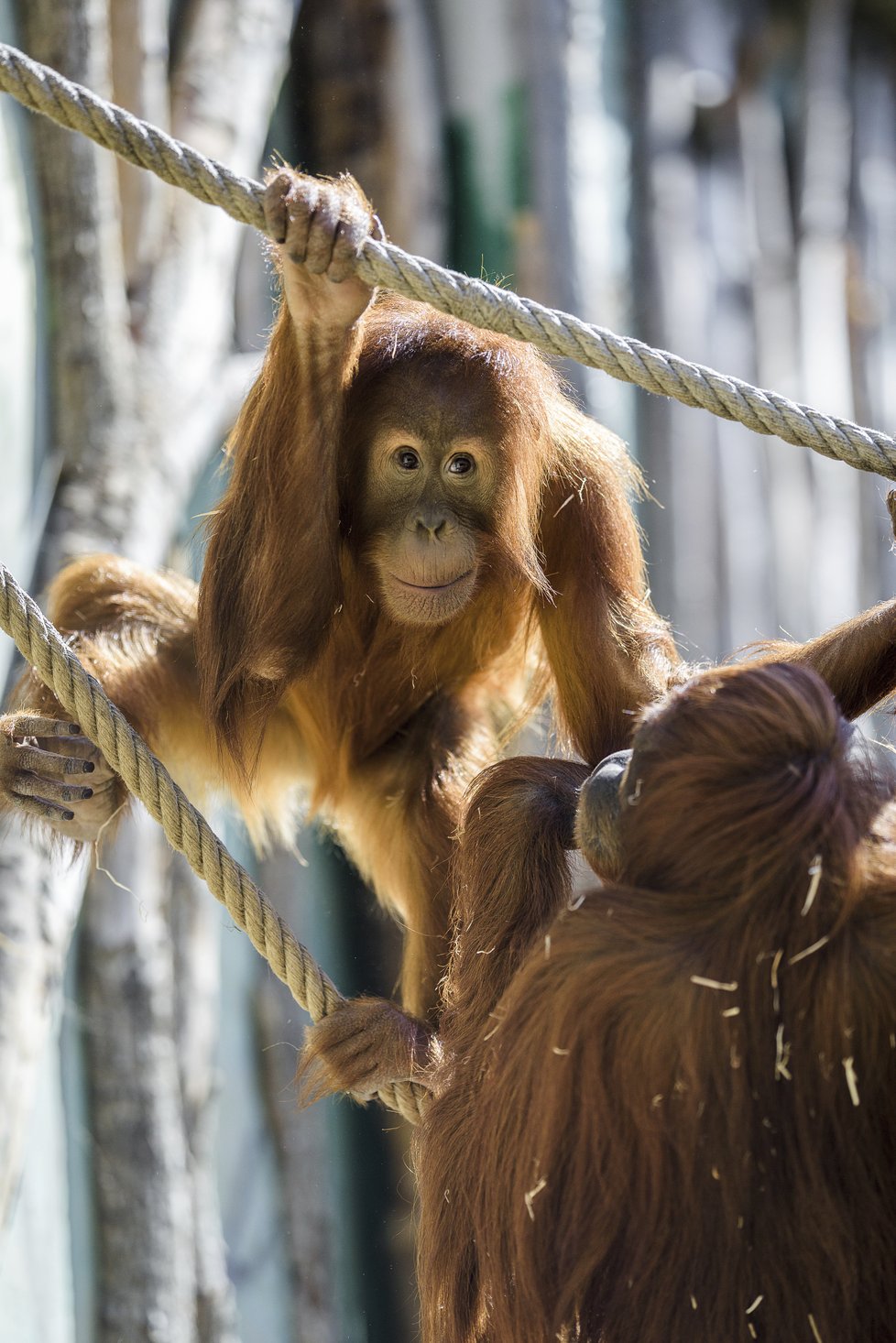 Orangutani sumaterští poprvé po zimě dováděli ve venkovním výběhu. Na snímku samice Mawar (sedí zády) a její dcera Diri.