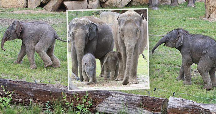 13. května 2020 se poprvé pod sluneční paprsky a před zraky návštěvníků producírovaly dvě sloní slečny, které přišly letos na jaře na svět. Na jejich dovádění a seznamování se se světem dohlížely i jejich maminky.