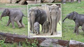Slůňata v pražské zoo poprvé dováděla před návštěvníky: Po boku maminek si užívala jarního slunce