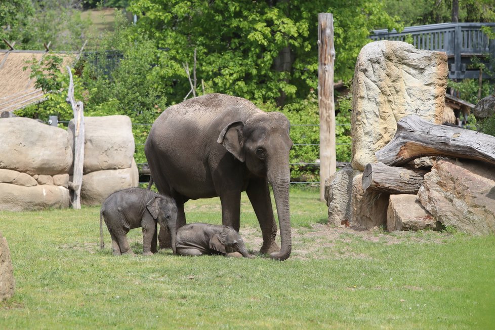 13. května 2020 se poprvé pod slunečními paprsky a před zraky návštěvníků producírovaly dvě sloní slečny, které přišly letos na jaře na svět. Na jejich dovádění a seznamování se se světem dohlížely i jejich maminky.