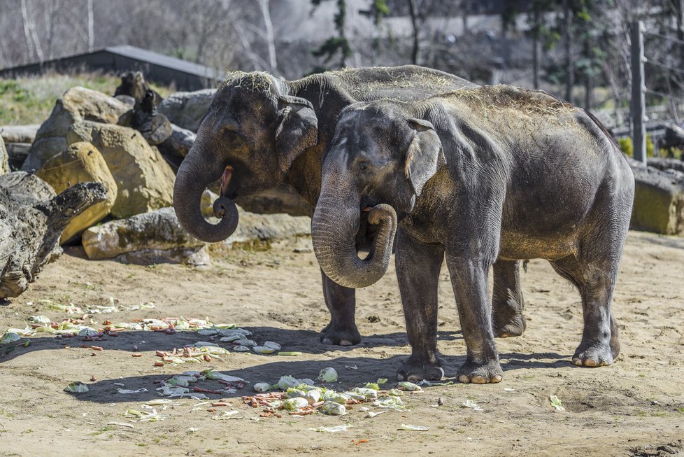 Sloni indičtí obývají v Zoo Praha Údolí slonů, otevřené v březnu 2013, a to díky podpoře hl. m. Prahy i příspěvkům od tisíců lidí. 