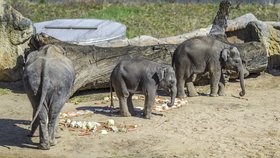 Zatímco sloni budou venku, lidé se mohou o víkendu přijít podívat do jejich zázemí v Zoo Praha.