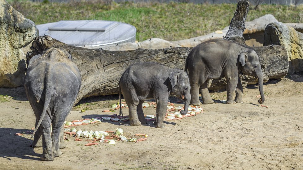 Sloni indičtí obývají v Zoo Praha Údolí slonů, otevřené v březnu 2013, a to díky podpoře hl. m. Prahy i příspěvkům od tisíců lidí. 