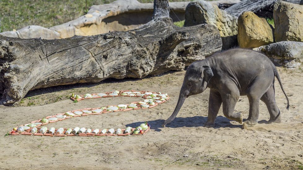 Sloni indičtí obývají v Zoo Praha Údolí slonů, otevřené v březnu 2013, a to díky podpoře hl. m. Prahy i příspěvkům od tisíců lidí. 