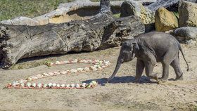 Max v Zoo Praha oslavil druhé narozeniny. Veselo bylo také u orangutanů