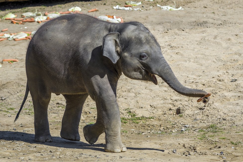 Sloni indičtí obývají v Zoo Praha Údolí slonů, otevřené v březnu 2013, a to díky podpoře hl. m. Prahy i příspěvkům od tisíců lidí. 