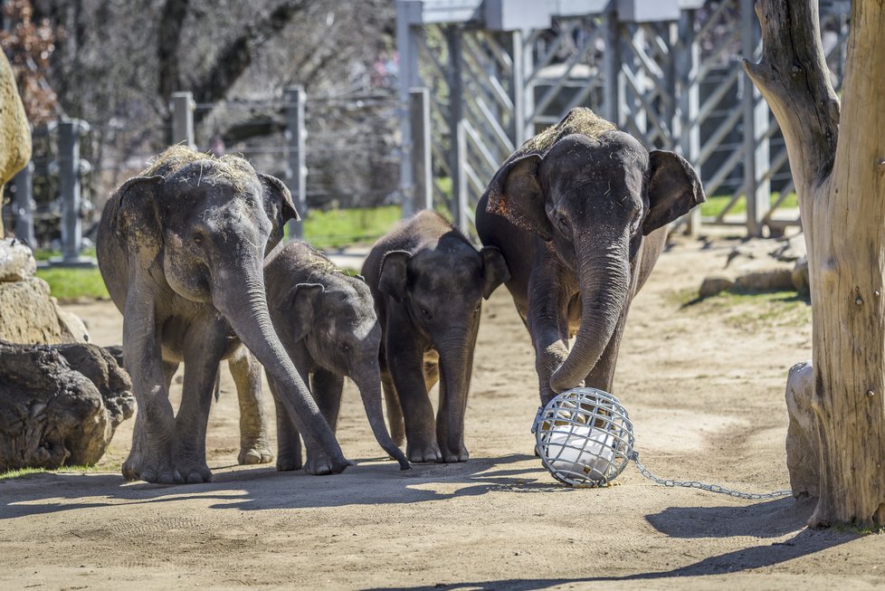 Sloni indičtí obývají v Zoo Praha Údolí slonů, otevřené v březnu 2013, a to díky podpoře hl. m. Prahy i příspěvkům od tisíců lidí. 