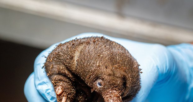 Ahoj lidi, to jsem já, nový poklad pražské zoo! představilo se ježurátko při prvním vážení.