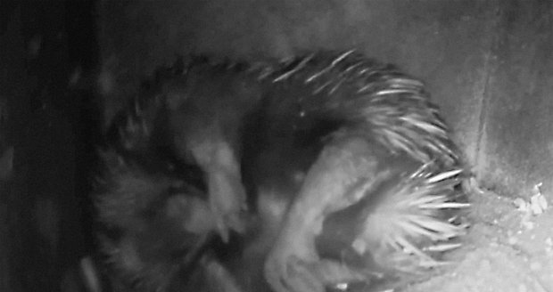 Samička klade pouze jedno vejce a ukrývá jej do vaku na břiše, mládě se po asi deseti dnech vylíhlo pod dohledem kamery s&nbsp;nočním viděním.