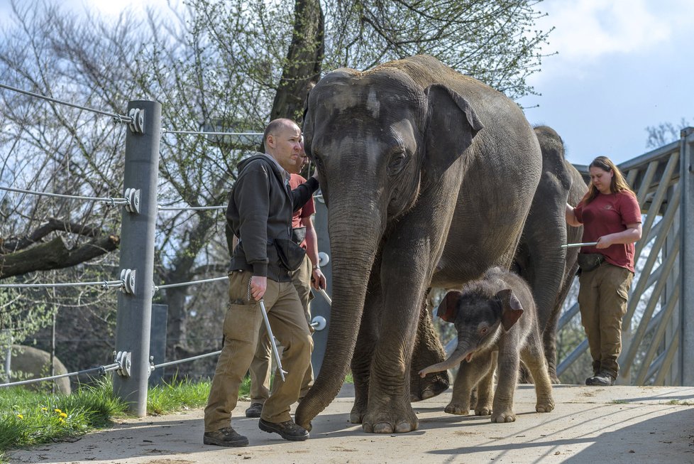 Sloni indičtí obývají v Zoo Praha Údolí slonů, otevřené v březnu 2013, a to díky podpoře hl. m. Prahy i příspěvkům od tisíců lidí. 