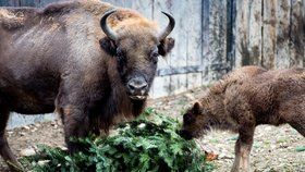 Zvířata v pražské zoo dostala pořádnou nadílku.