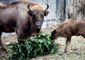 Zvířata v pražské zoo dostala pořádnou nadílku.